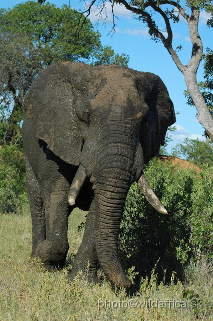 puku rsa 166.jpg - Kruger Elephant near Phalaborwa.